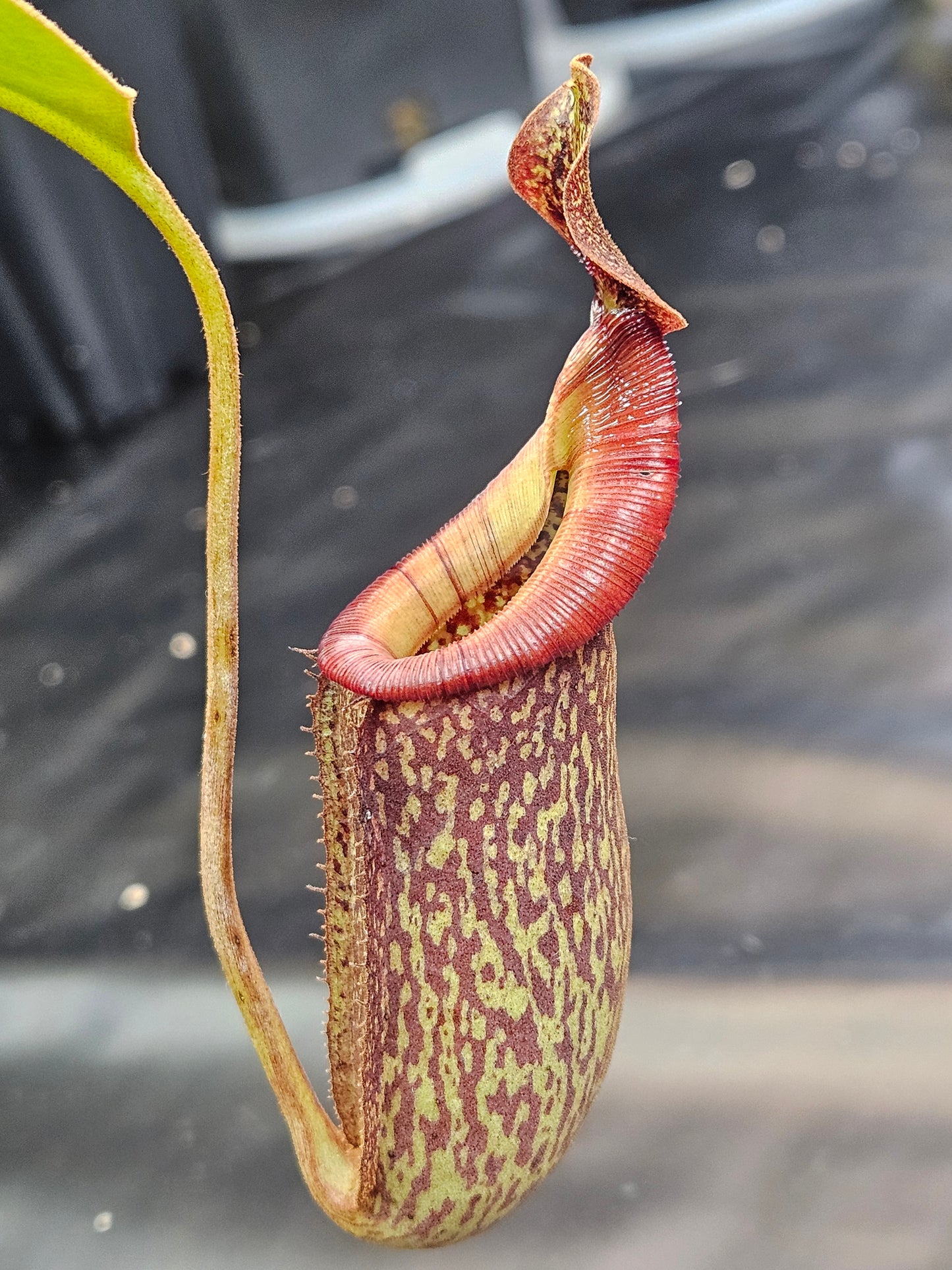 N. veitchii (k) x (lowii x campanulata)