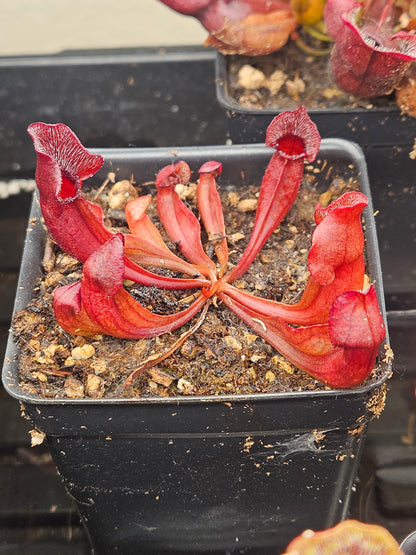 S. purpurea “Jerry’s Giant” x S. purpurea venosa (Onslow Co., NC)