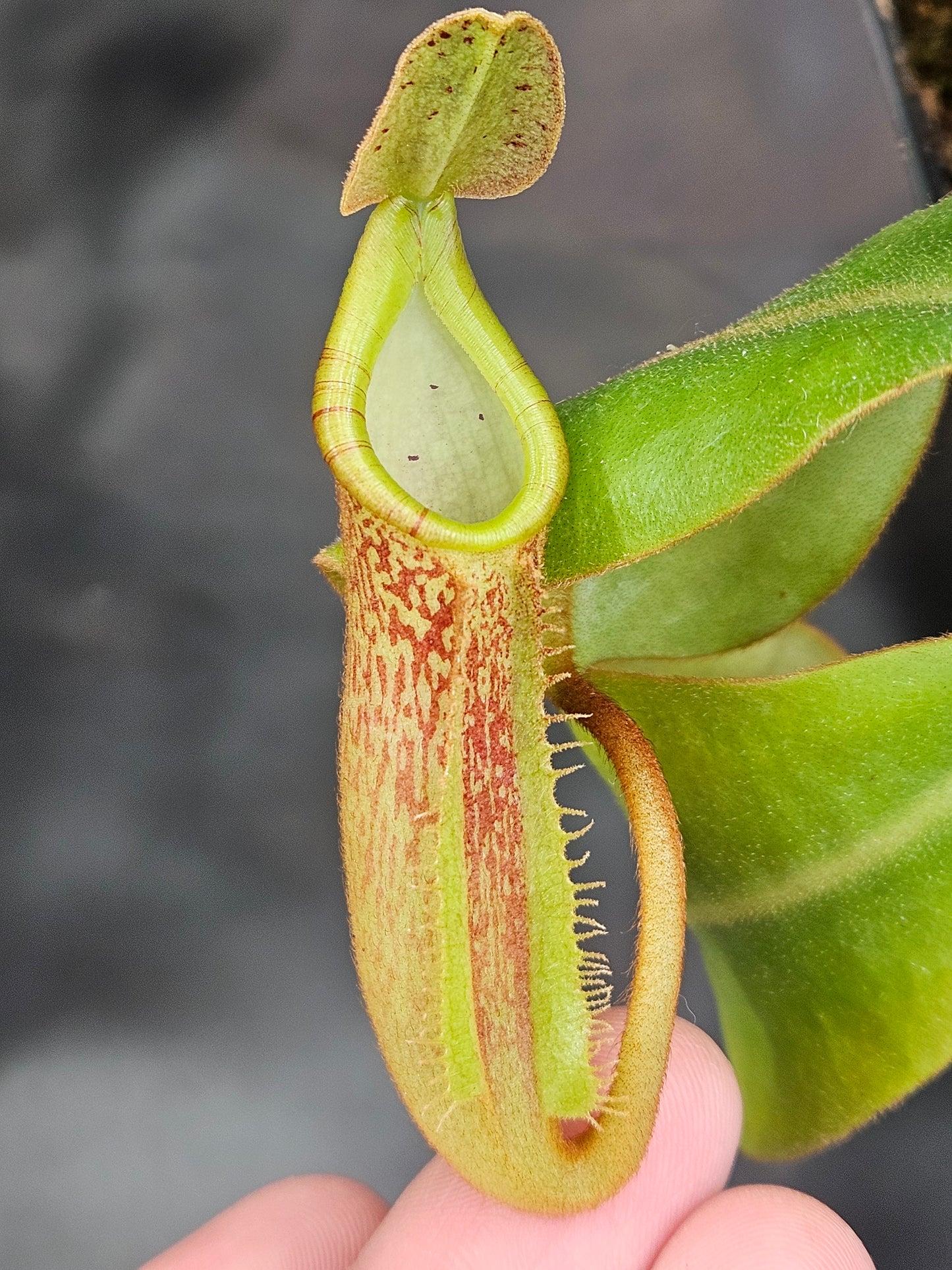 N. [(lowii x veitchii) x boschiana] - yellow x platychila