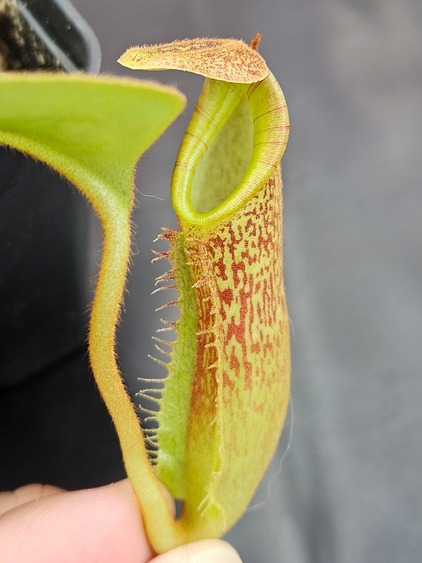 N. [(lowii x veitchii) x boschiana] - yellow x platychila