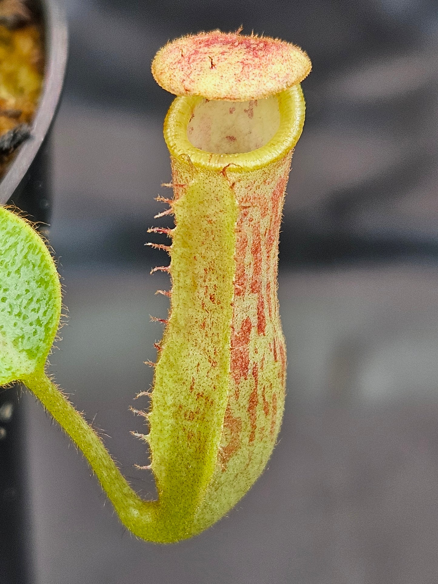 N. {[(lowii x veitchii) x boschiana] x (maxima x veitchii)} x (chaniana x veitchii)