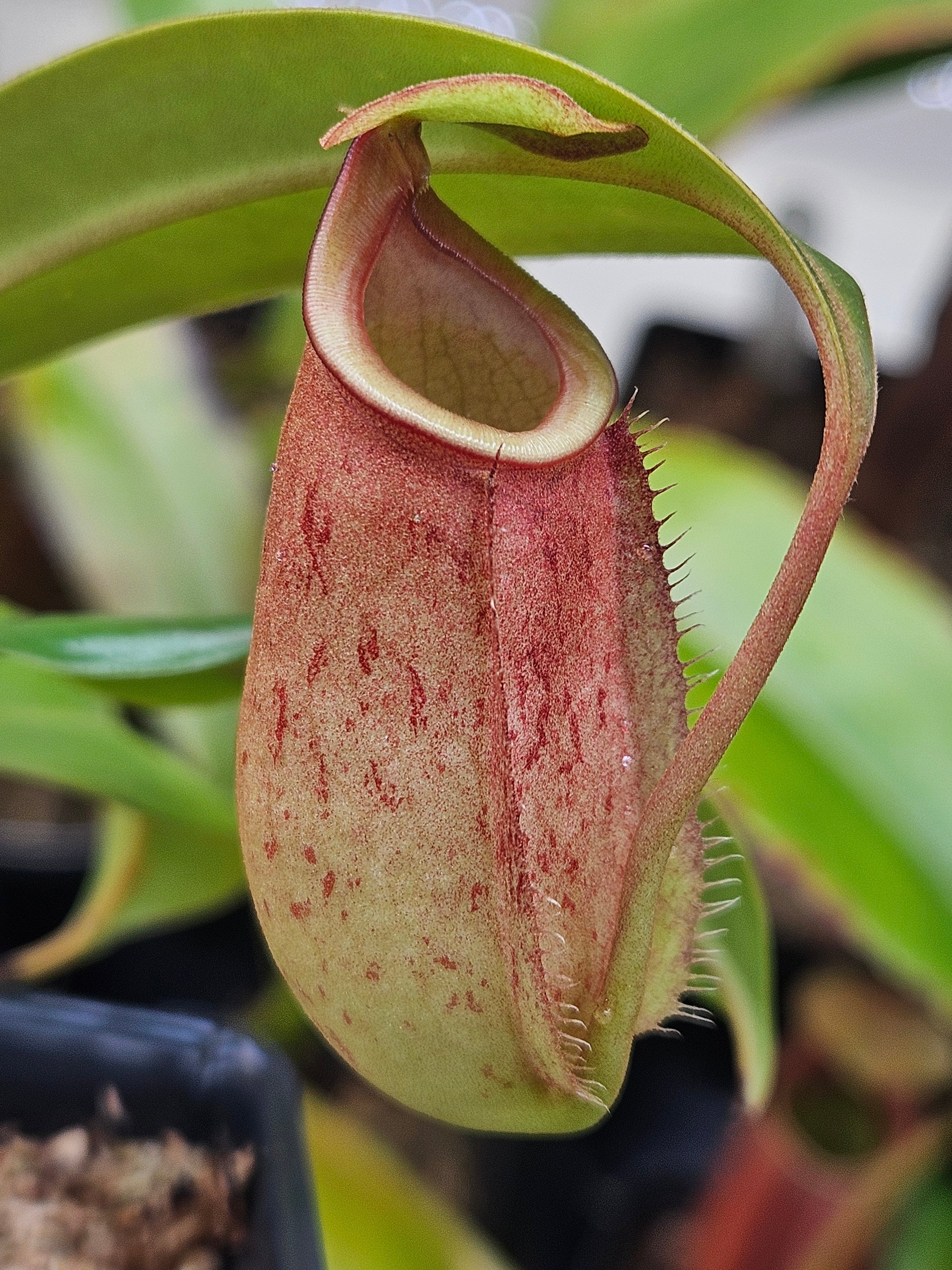 N. bicalcarata x [(lowii x veitchii) x boschiana] – CarnageFarms