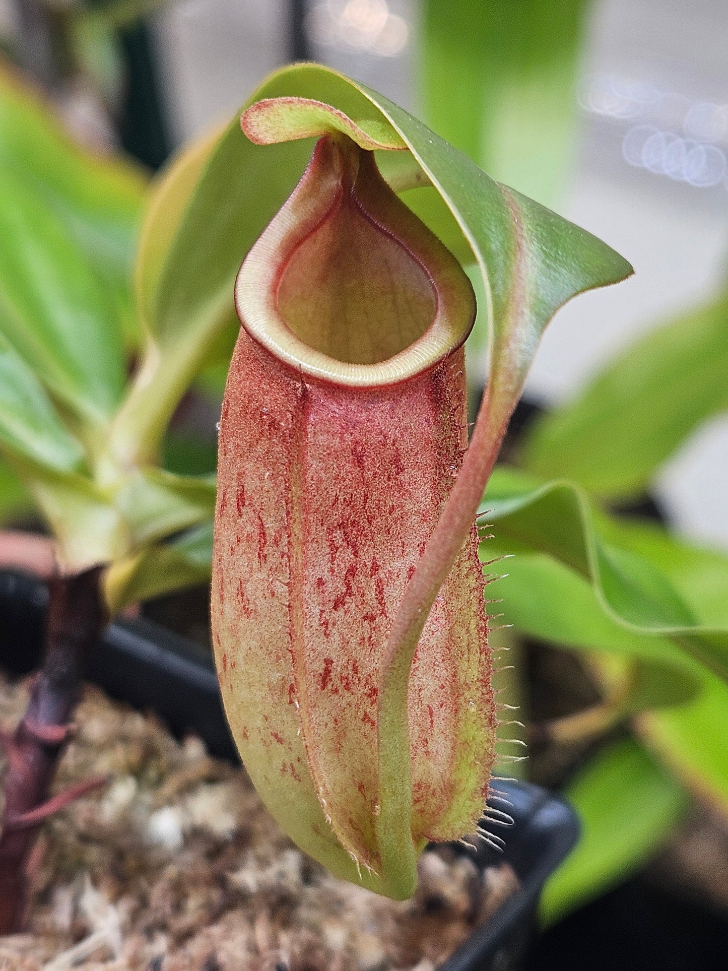 N. bicalcarata x [(lowii x veitchii) x boschiana]