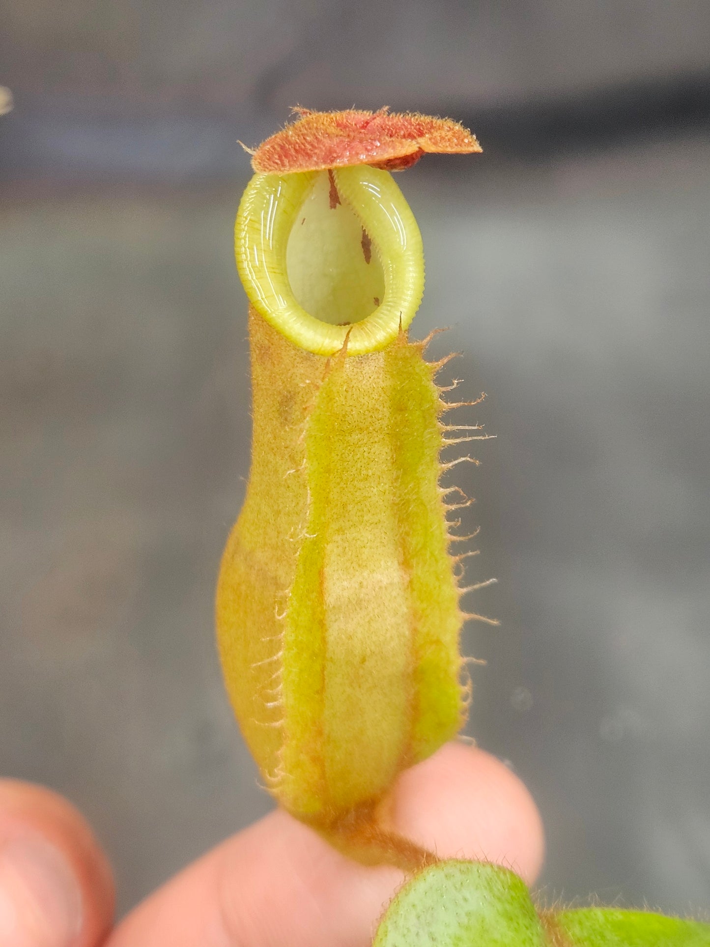 N. [(lowii x veitchii) x Tiveyi] x veitchii 'Red Tiger'