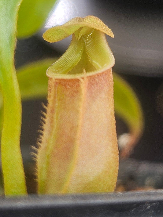 N. bicalcarata (Orange x Red)