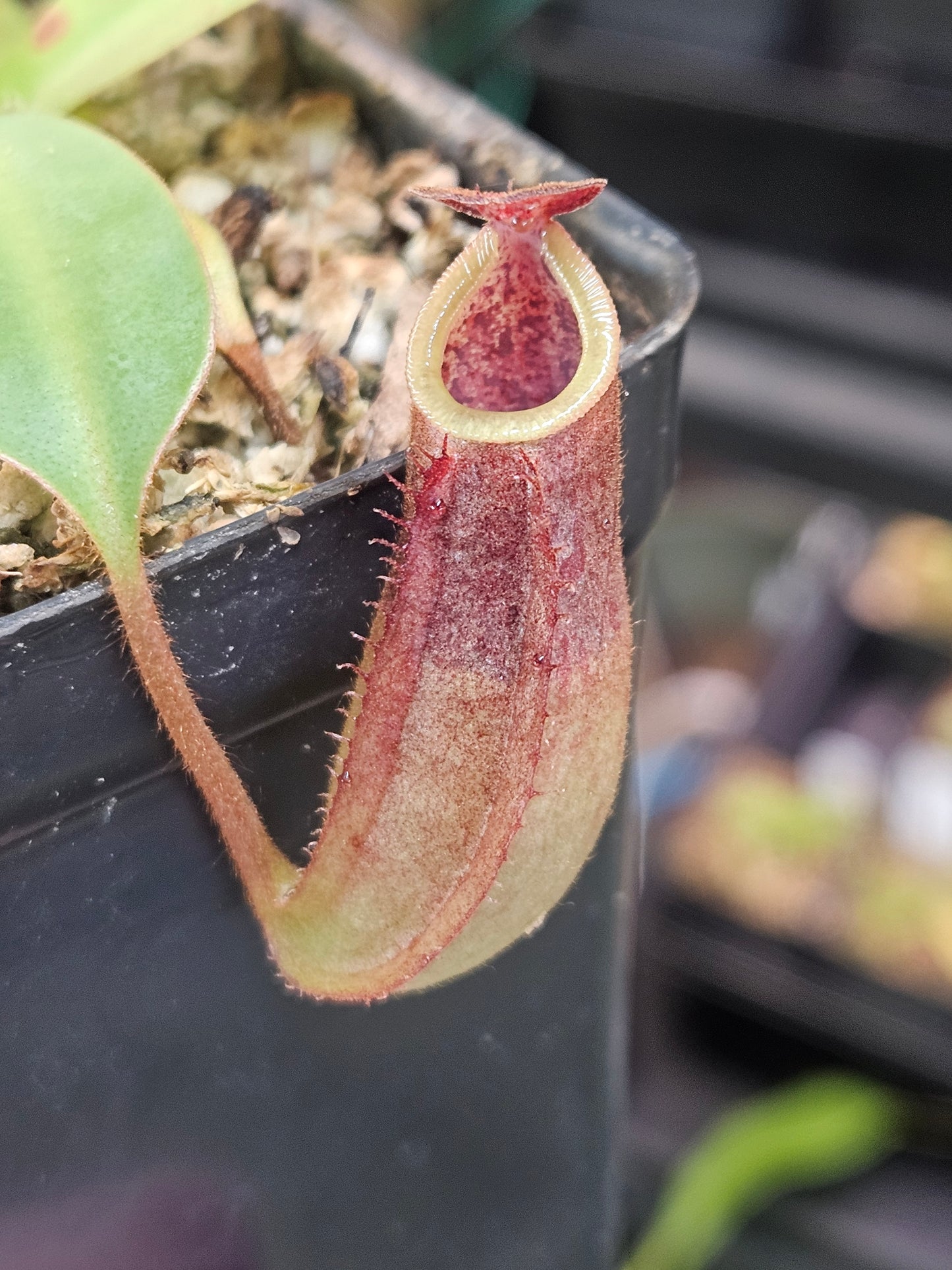 N. kampotiana x veitchii (Pink Candy Cane)