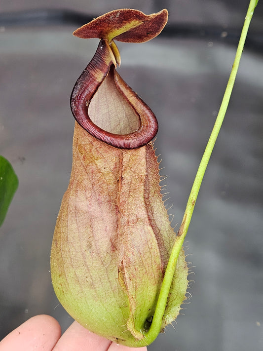 N. mirabilis Pink, China x bicalcarata