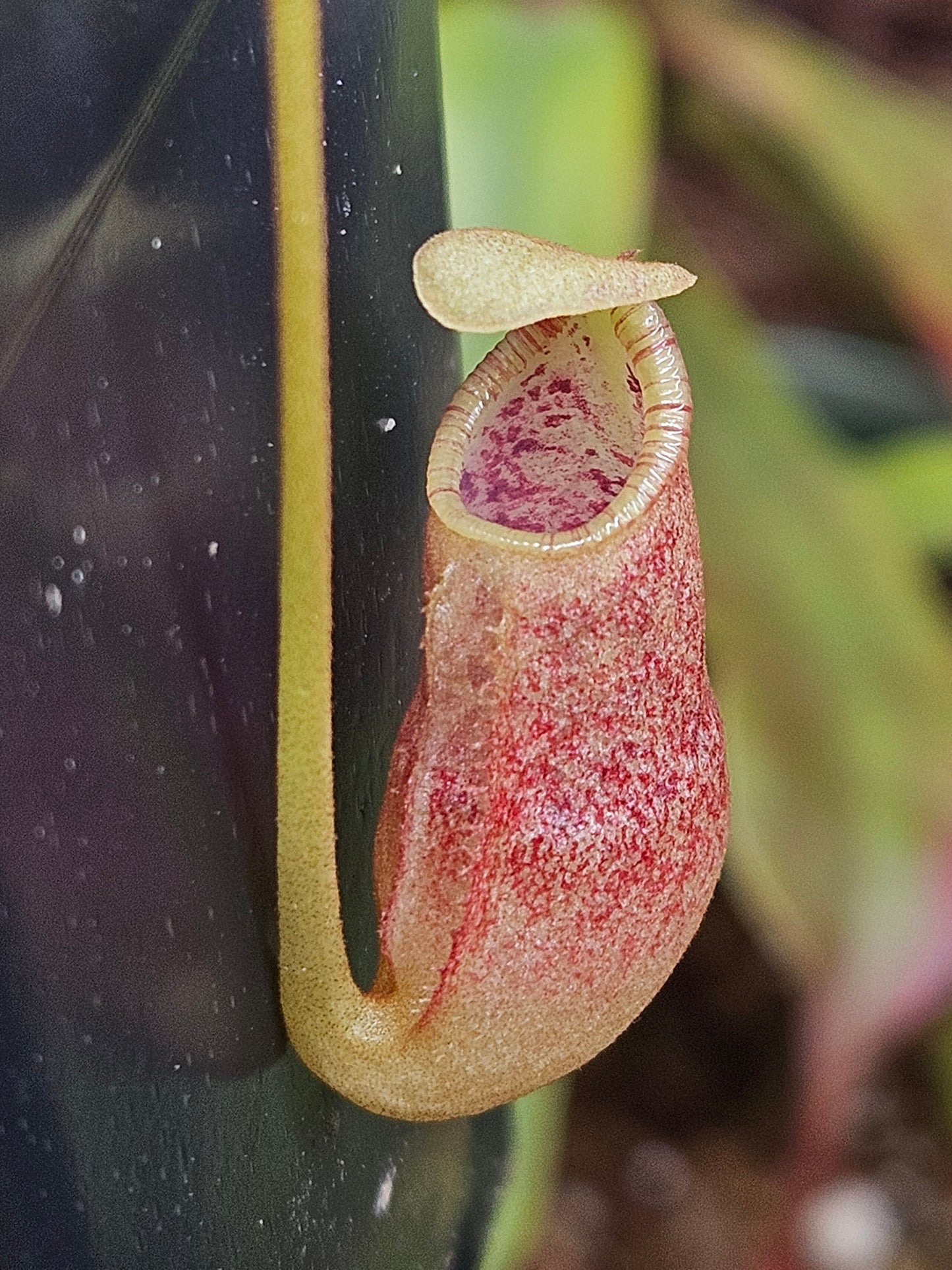 N. [(spectabilis x (lowii x campanulata)] x (lowii x campanulata)