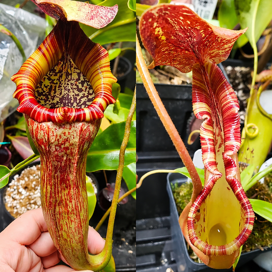 N. LBV x (lowii x Gothica WP)