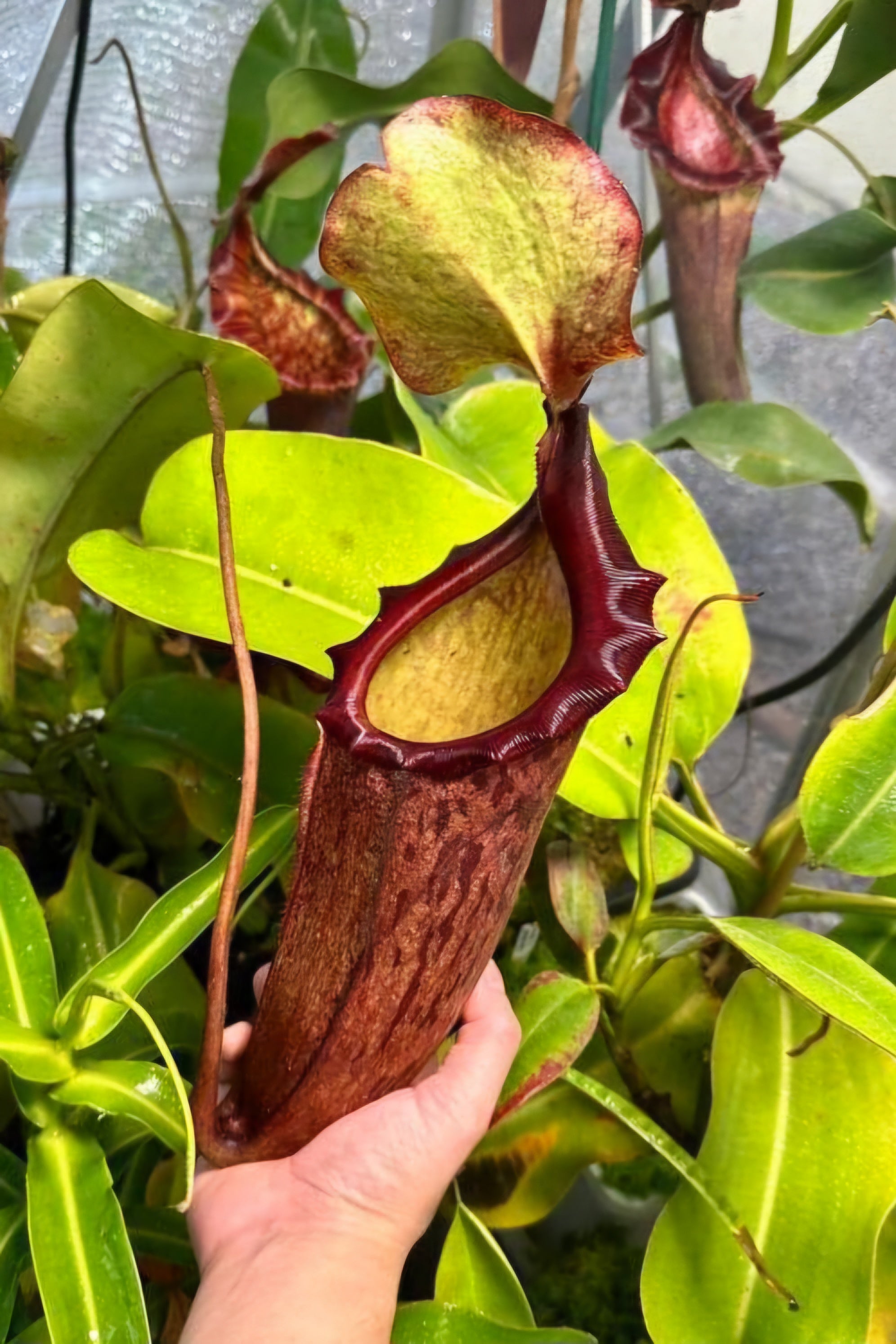 N. rajah x [boschiana x (truncata x campanulata)] – CarnageFarms