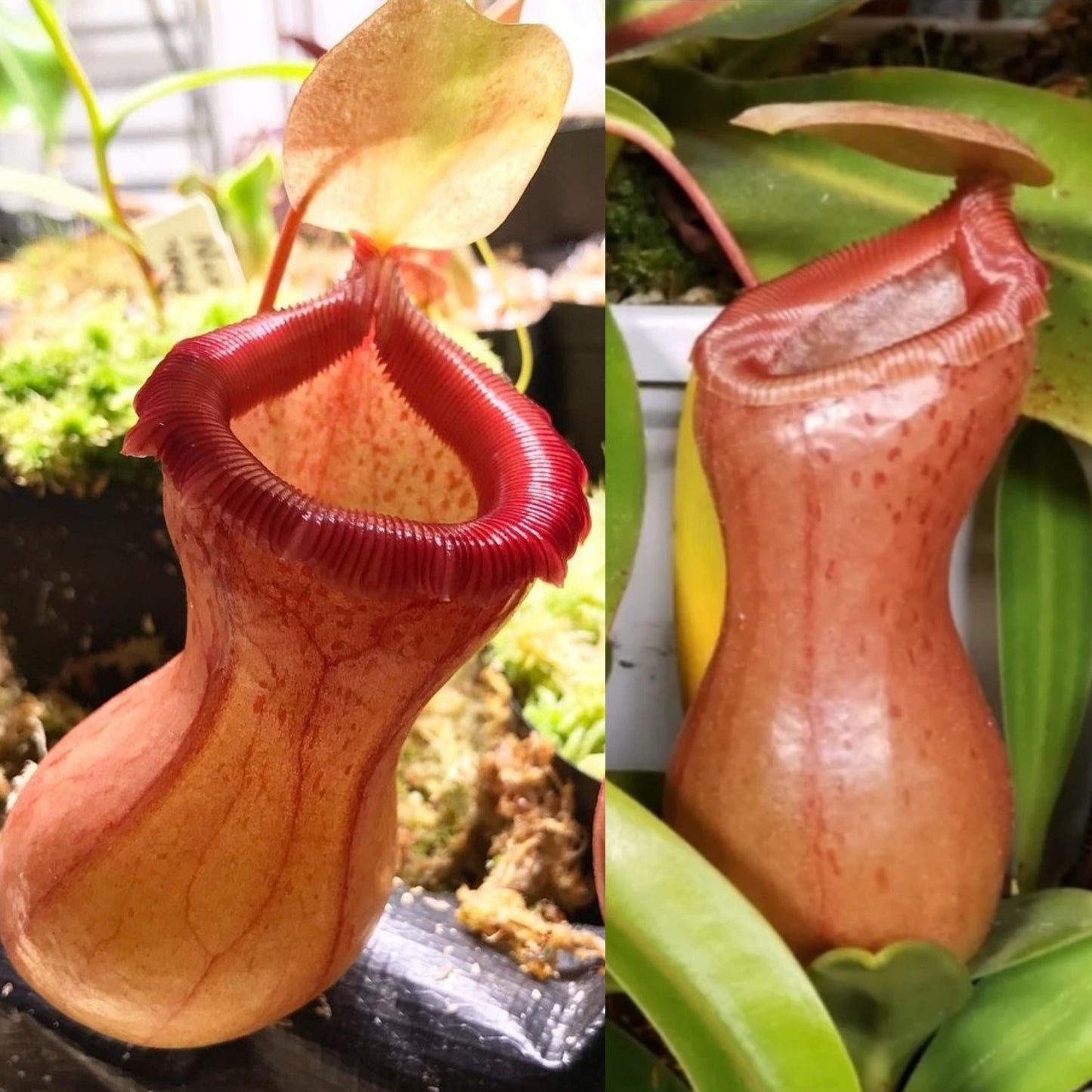 N. ventricosa (K x Red)