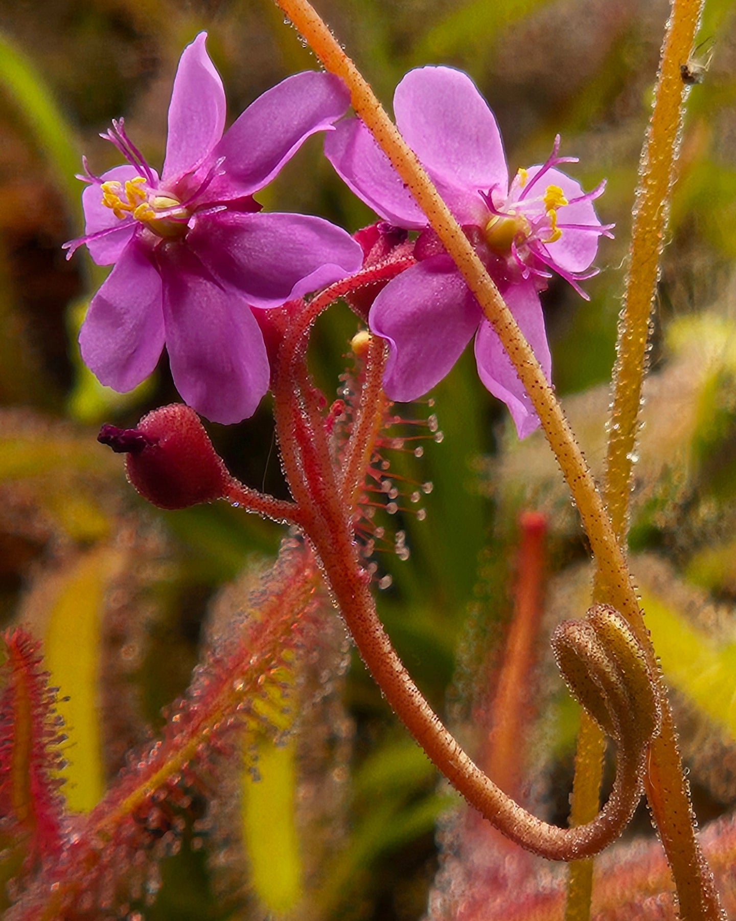 D. aliciae