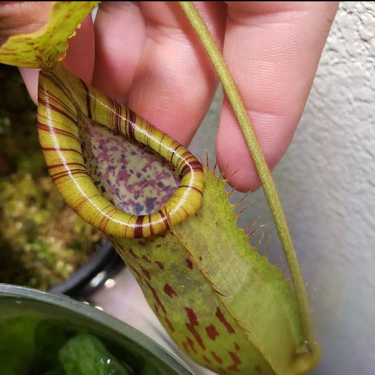 N. smilesii x platychila