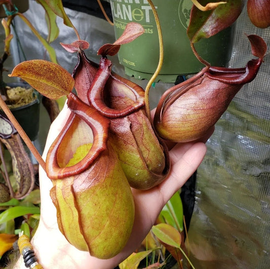 N. {(ventricosa x sibuyanensis) x [ventricosa x (lowii x ventricosa)]} x mirabilis var. globosa