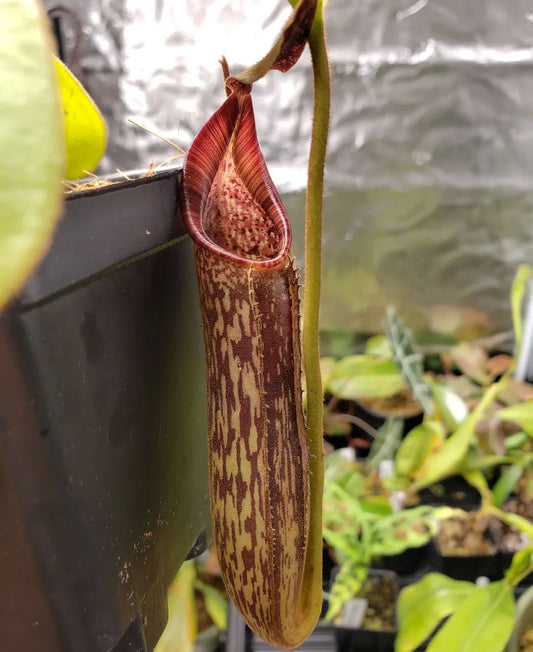 N. zakriana CK