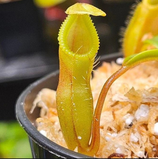 N. densiflora x (singalana x diabolica)