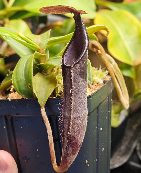 N. lingulata