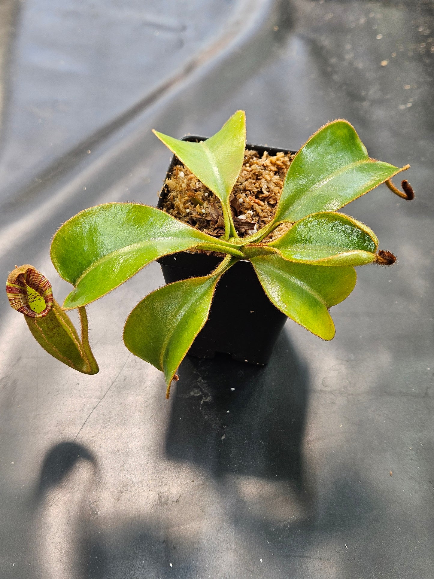 N. LVB x veitchii 'Candy Dreams'