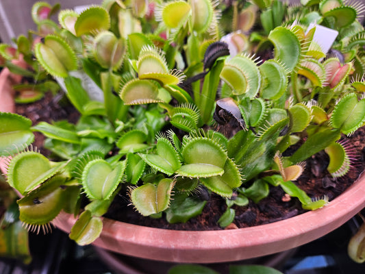 Dionaea m. 'Mirror x Mirror'