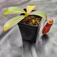 N. kampotiana x bicalcarata
