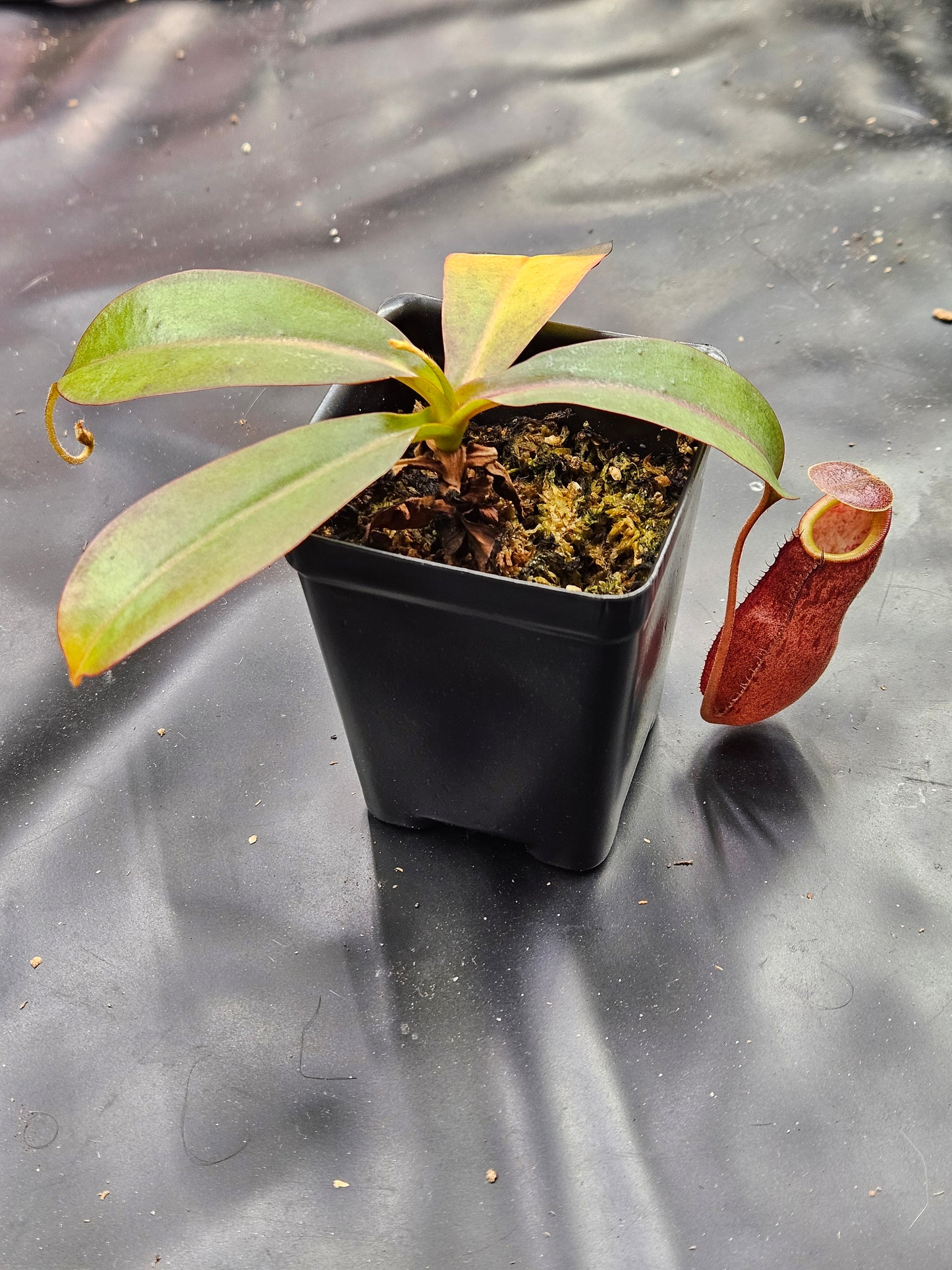N. kampotiana x bicalcarata