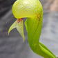Darlingtonia californica #1