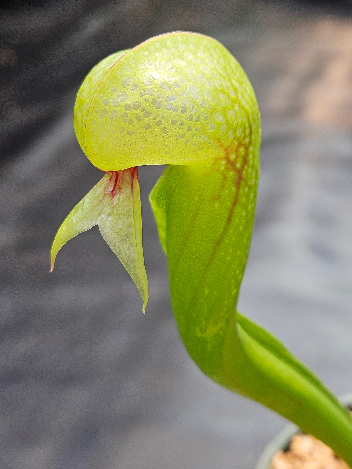 Darlingtonia californica #1