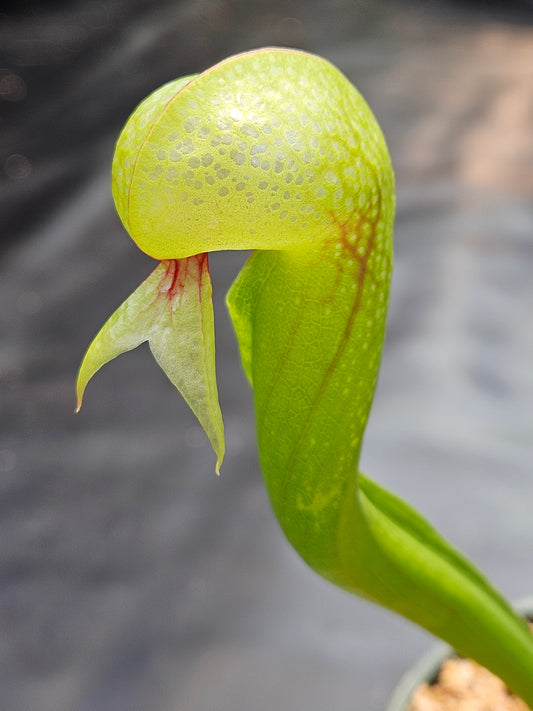 Darlingtonia californica #1