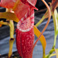 N. peltata x MSLRV #2 - Rooted Cutting