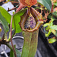 N. truncata x NOID
