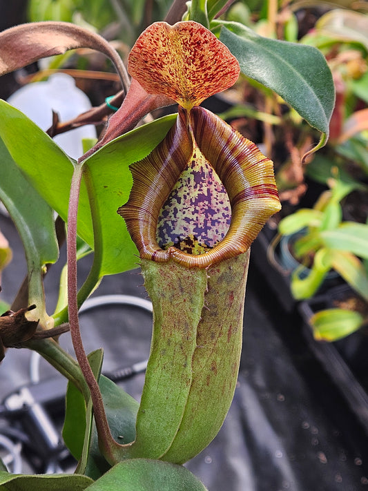 N. truncata x NOID