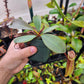 N. peltata x MSLRV - RB