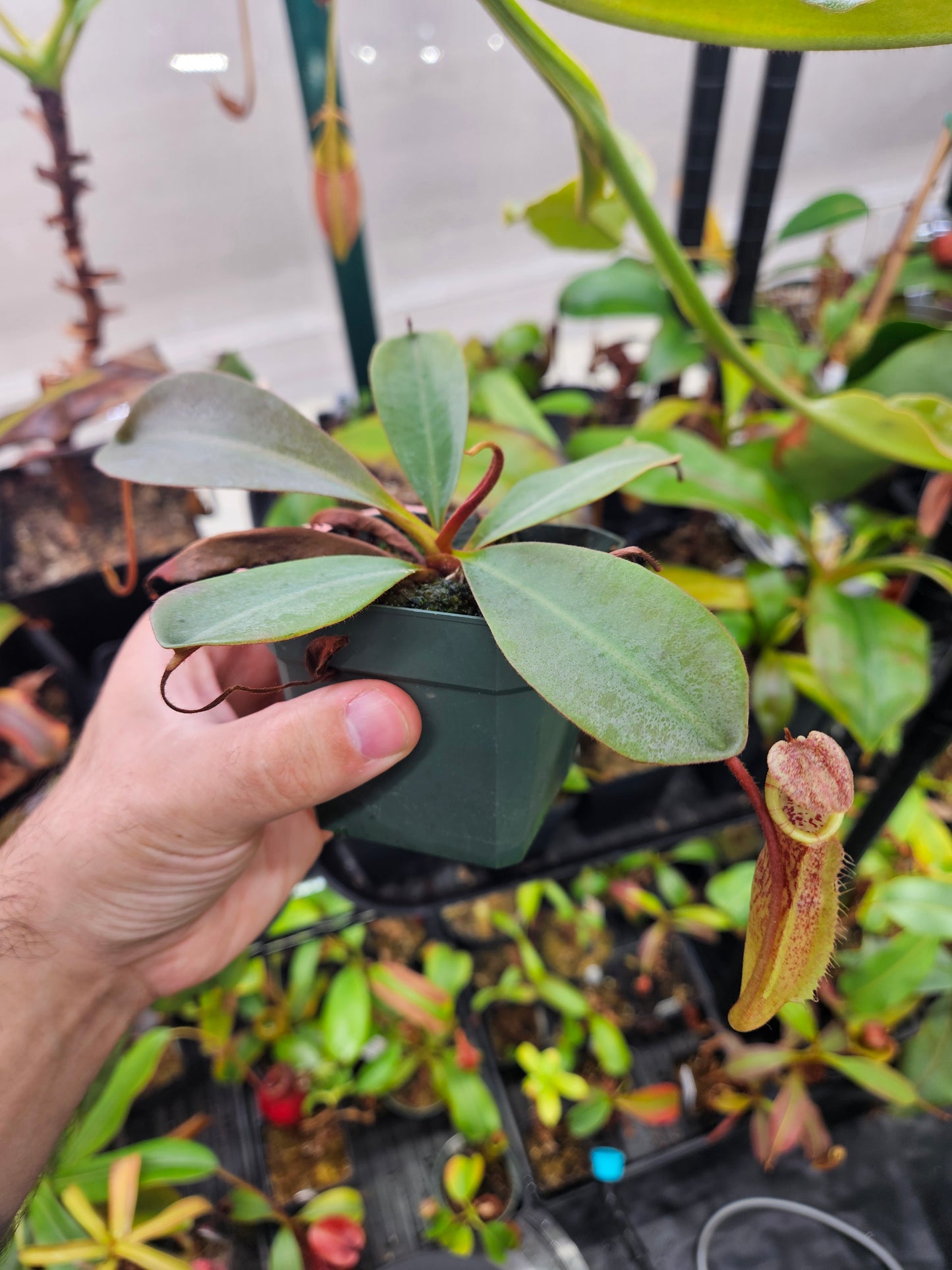 N. peltata x MSLRV - RB