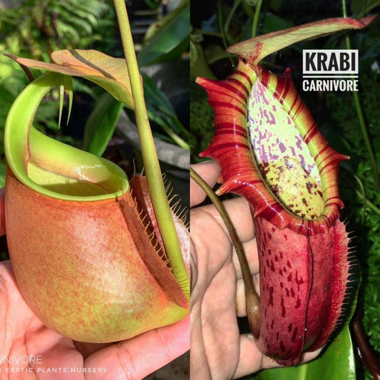 N. bicalcarata x northiana