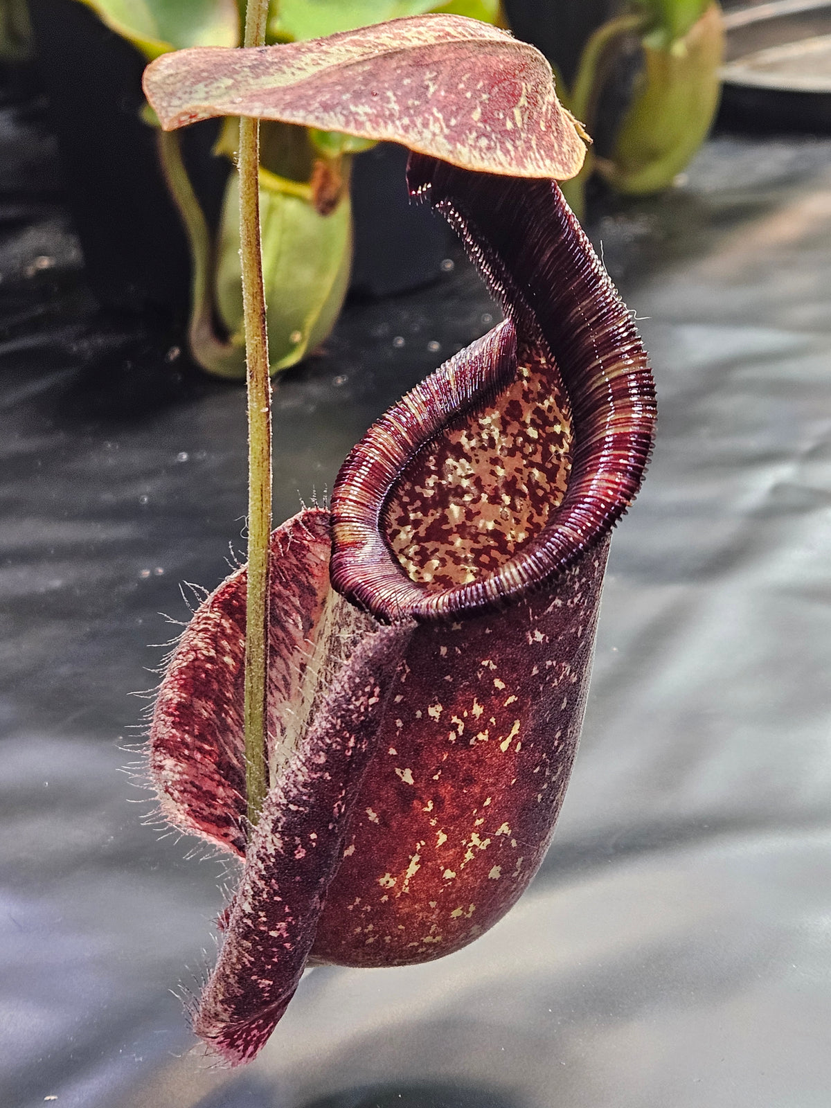 N. rafflesiana XXL **