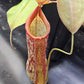 N. 'Rokko'
