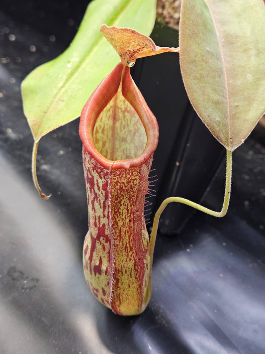 N. 'Rokko'