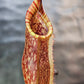 N. peltata x MSLRV