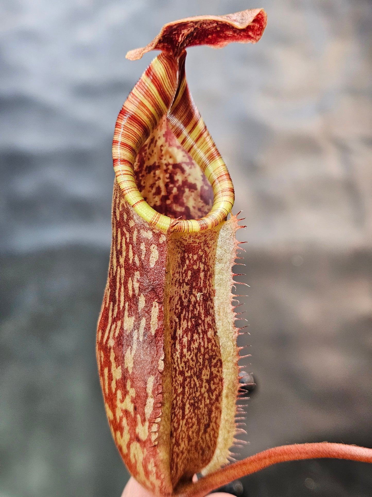 N. peltata x MSLRV