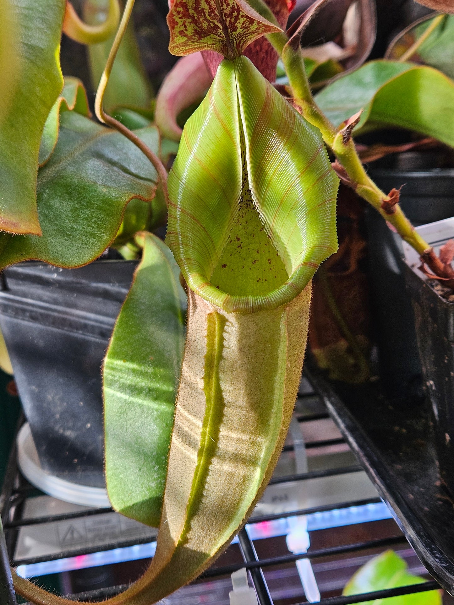 N. veitchii (Lowland x Highland) *