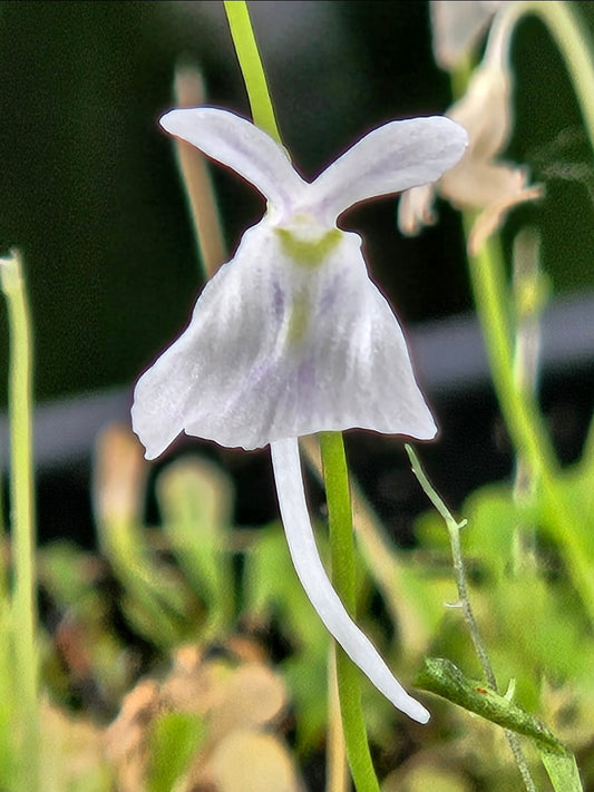 U. sandersonii