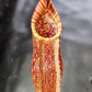 N. peltata x MSLRV