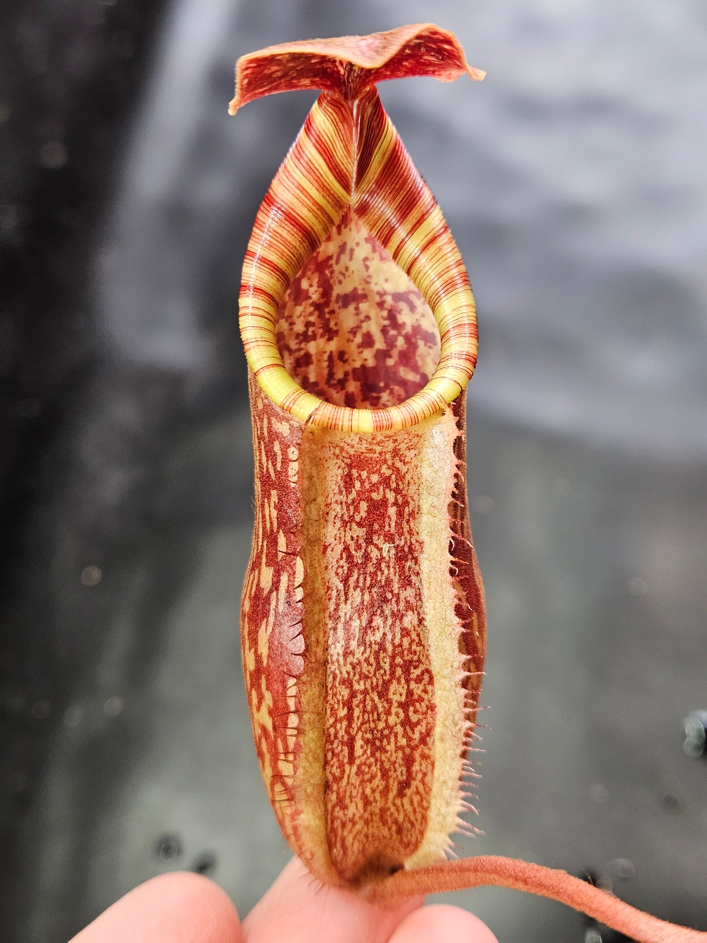 N. peltata x MSLRV