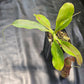 N. 'Rokko'