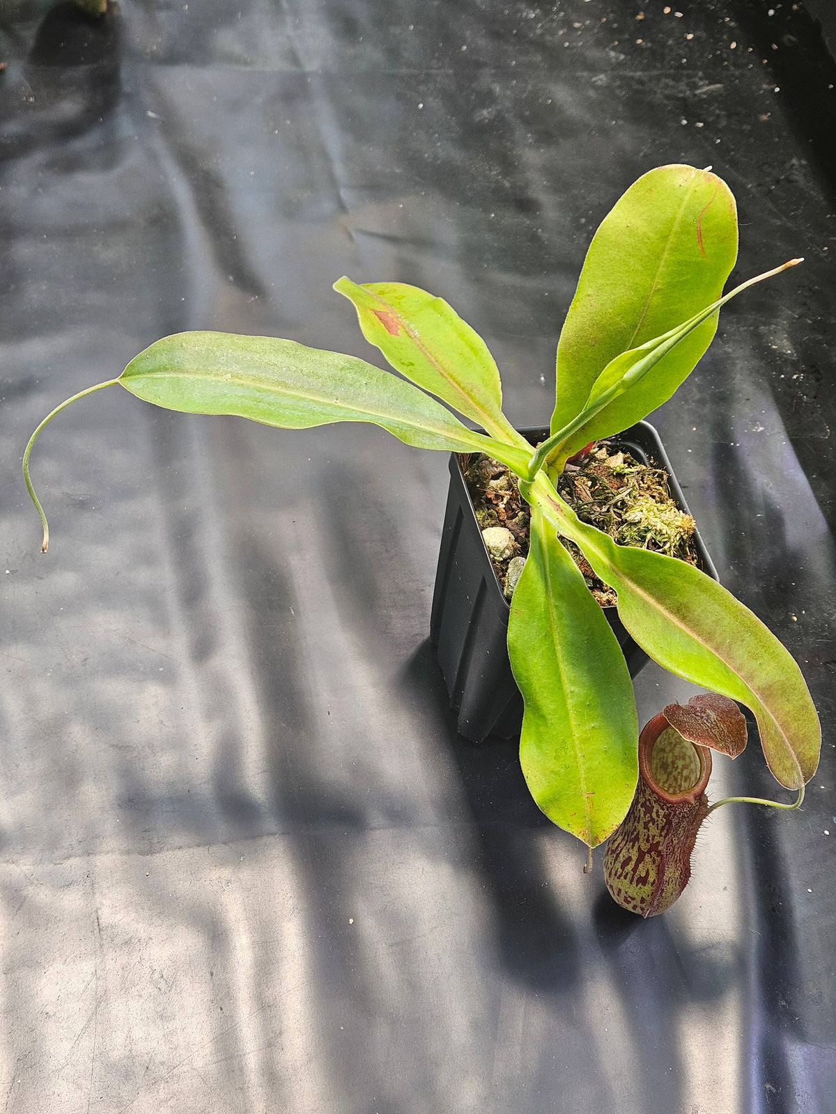 N. 'Rokko'