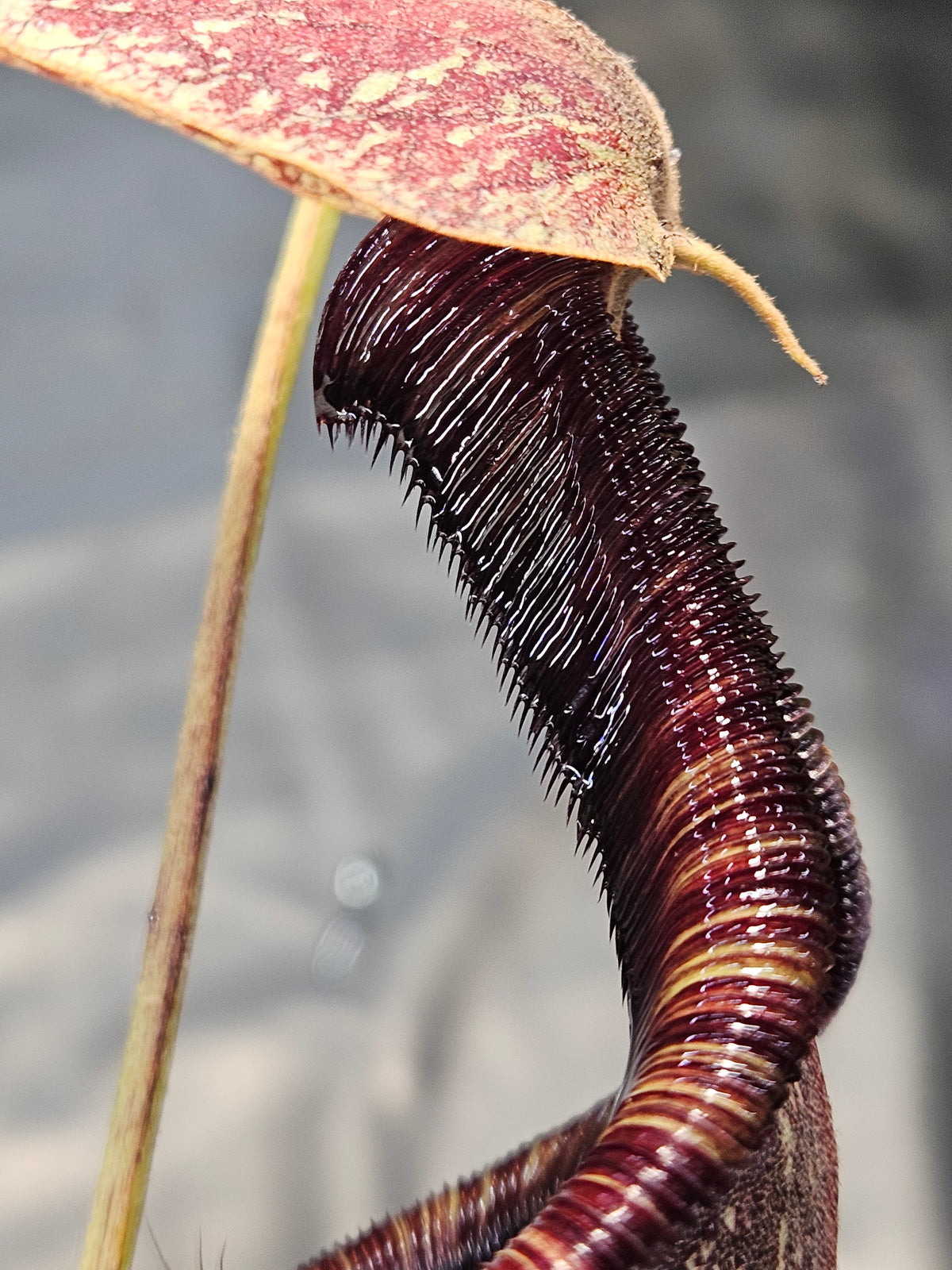 N. rafflesiana XXL **