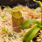 N. ventricosa x undulatifolia