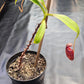 N. talangensis x (veitchii x boschiana)