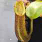 N. 'Song of Melancholy' x (burbidgeae x platychila)