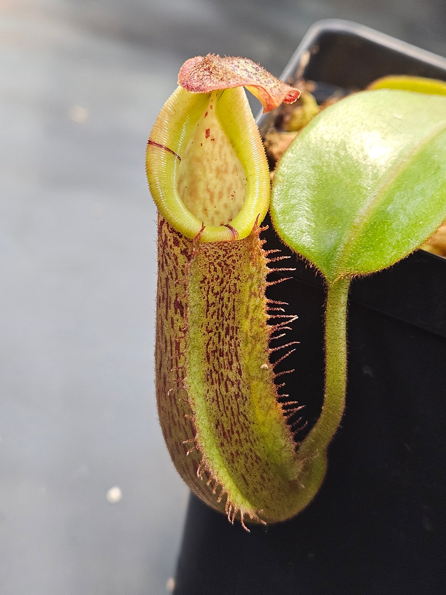 N. 'Song of Melancholy' x (burbidgeae x platychila)